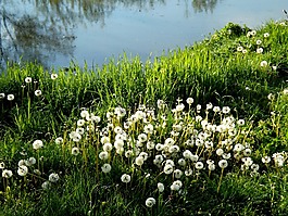 蒲公英,湖,草