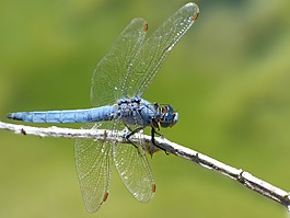 蓝蜻蜓,分支机构,orthetrum coerulescens