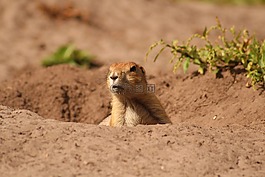 獴,可愛,動物園