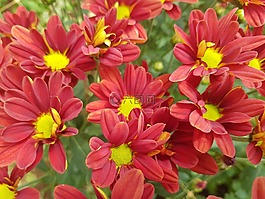 花,自然,植物區(qū)系