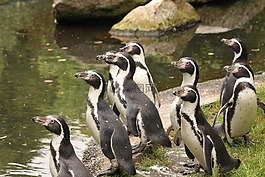 企鵝,鳥,動物園