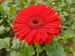 自然,花,植物區(qū)系