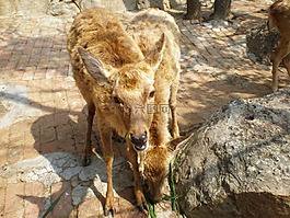 中國,驢,動物