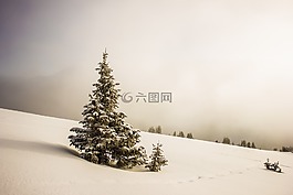 冷,雪,樹