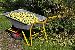 園林水果,蘋(píng)果,秋