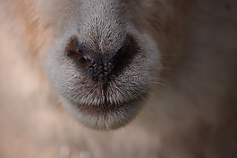 動(dòng)物,羊,鼻子