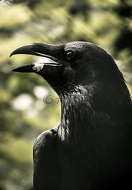 鳥,性質(zhì),動物