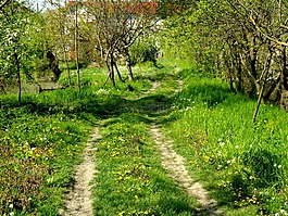 性質(zhì),蒲公英,植被