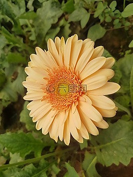 植物區(qū)系,自然,花