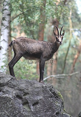 野生,性質(zhì),動(dòng)物