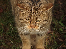 野貓,宿醉,動物