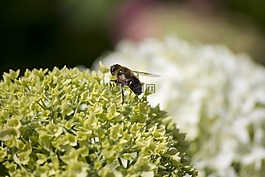 飛,花卉,性質(zhì)