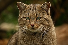 野貓,宿醉,動物