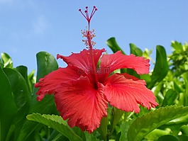 芙蓉,紅色,盛開