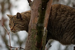 野貓,宿醉,動物