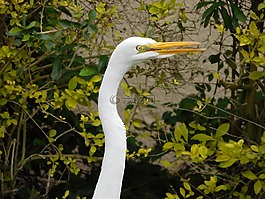 鳥,白鷺,野生