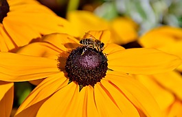 花,太阳帽子,蜜蜂