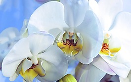 兰花,花,蓝色