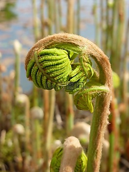 蕨類植物,春,增長(zhǎng)