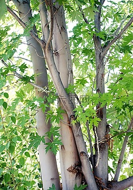 樹,分支機(jī)構(gòu),葉子