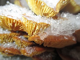 蘑菇,秋季,雪