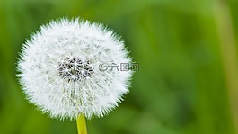 蒲公英,灰塵,自然