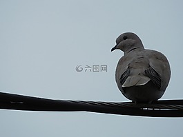 鳥,鴿子,動物