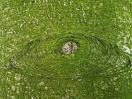 背景,綠色,行李箱