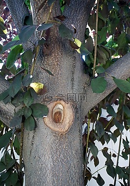 樹,分支機(jī)構(gòu),葉子