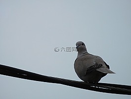 鴿子,鳥,歐亞領鴿子