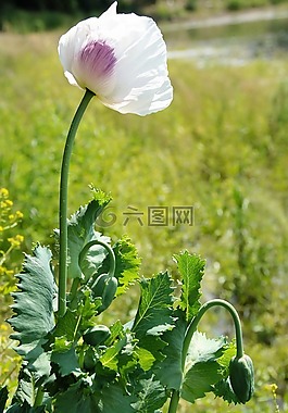 罌粟,花,工廠
