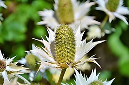 薊,藍薊,藍色