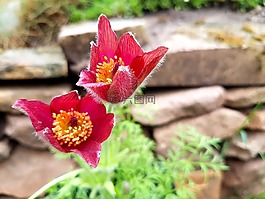 鮮花,春,假山