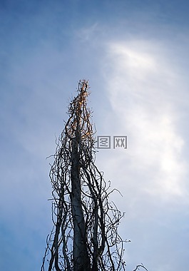 樹,分支機構,枝杈
