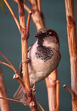 麻雀,鳥(niǎo)類(lèi),小鳥(niǎo)