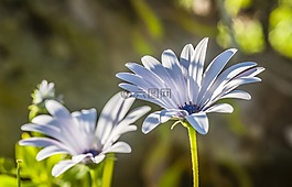 花,關(guān)閉,白