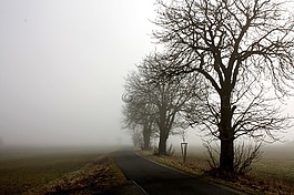 樹,霧,景觀