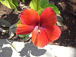 花,芙蓉,開花