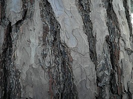 樹,吠,松