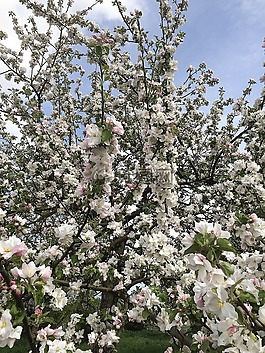 春天,開花,關(guān)閉