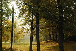 森林,公園,秋季