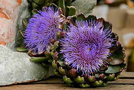 花,蔬菜,朝鲜蓟