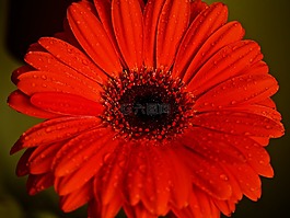 花,性質(zhì),廠