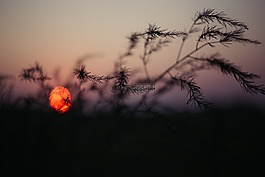 自然,抽象,背景