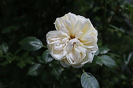 花,粉色,性質(zhì)