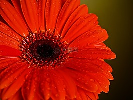 花,性質(zhì),廠