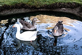 鵝,家禽,鳥