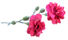 康乃馨,干,鮮花