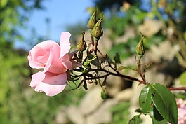 花,花園,性質(zhì)