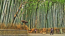 竹,樹(shù)木,森林